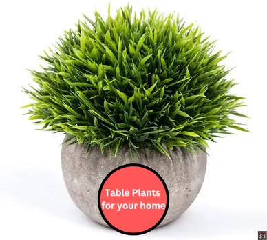 Beautiful Table Plants for Home Decoration