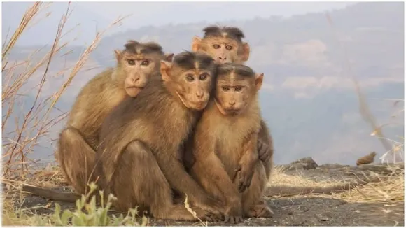 Sri Lanka To Send About 100,000 Monkeys To China