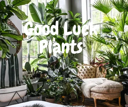Good Luck Plants: The Benefits of Having Good Luck Plants in Your Home