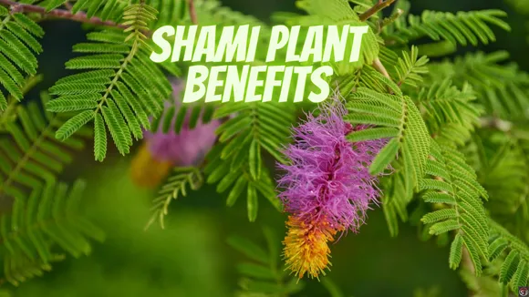 Shami Plant for Home: Unveiling the Mysteries, Its Traditional Uses and Modern Applications