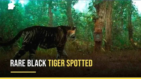 Rare Images Of Black Tigers From Orissa Leaves The Internet In Awe, See Pics