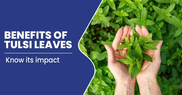 Tulsi Leaves : Here's What a 100 Gram Serving Of Tulsi Contains, Its Benefits