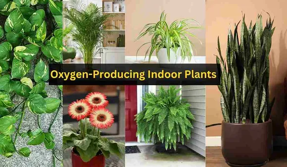 7 Must-Have Oxygen-Producing Indoor Plants for Your Home and Office