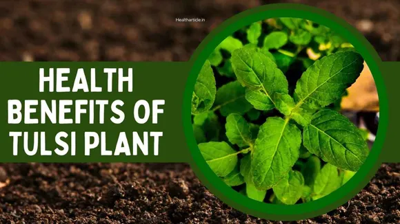 Know 12 Big Health Benefits of Tulsi From a Nutritionist