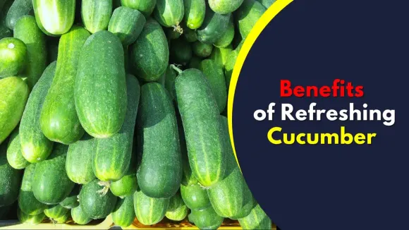 Different Types of Cucumbers: Varieties, Uses, Benefits & How to Choose