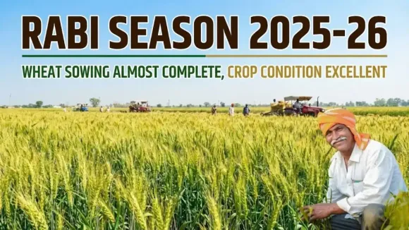 Wheat Sowing Nearly Complete for 2025-26 Rabi Season, Crop Conditions Strong