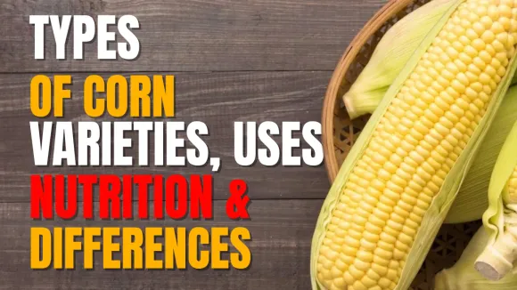 Types Of Corn: Varieties, Uses, Nutrition And Differences