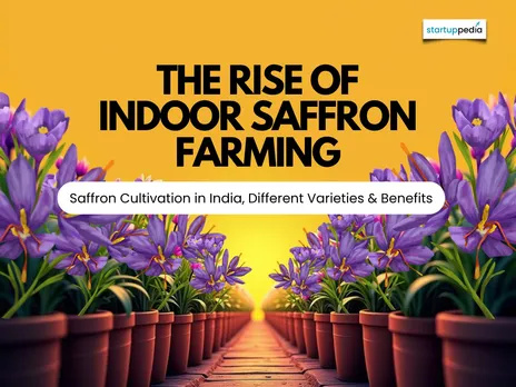 The Rise of Indoor Saffron Farming