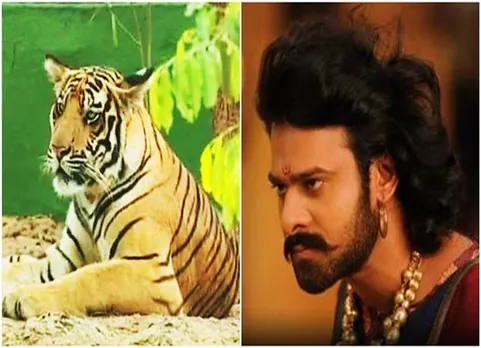 புலிக்கு பெயர் பாகுபலி: அசத்திய அமைச்சர்