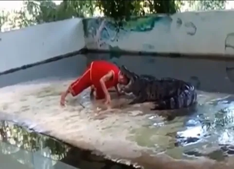 crocodile