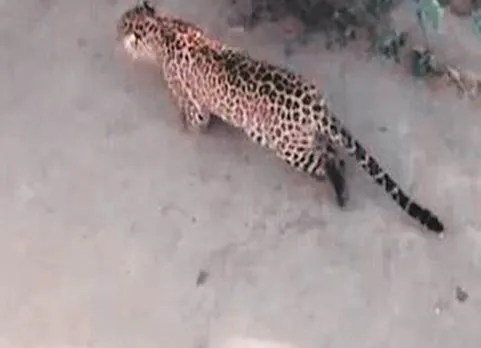 leopard