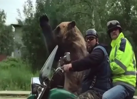 Bear
