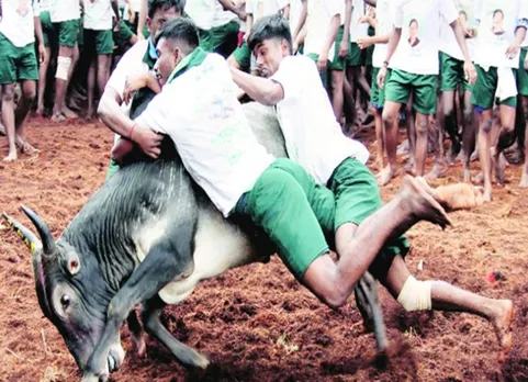 Jallikattu