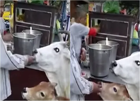 cowseatinggolgappe
