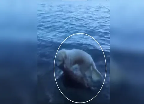 dog-saves-deer_