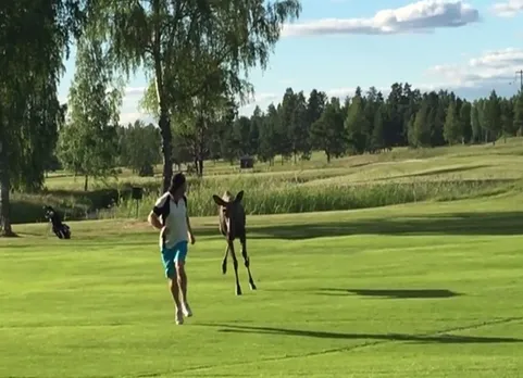 Moose