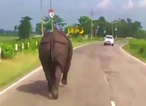 ஊருக்குள் புகுந்து கார்களை துரத்திய காண்டாமிருகம்! வீடியோ