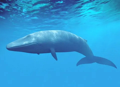 Blue whale - tamilnadu government