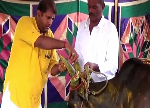 11 வகையான உணவுடன் பசு மாட்டுக்கு வளைகாப்பு நடத்திய விவசாயி