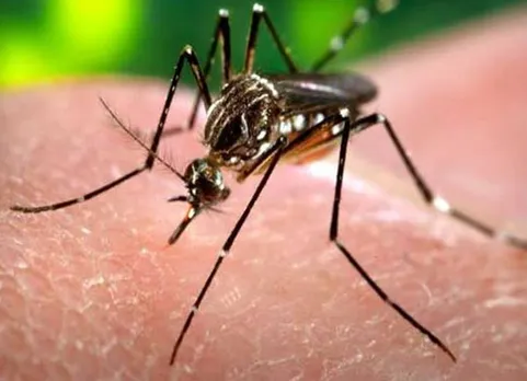 Dengue Fever, Minister C Vijayabaskar, Mystery fever,