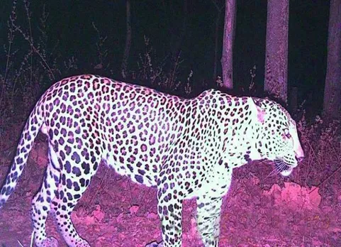 madhya pradesh, woman, leopard