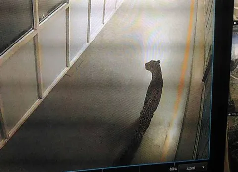 Leopard,Maruti Suzuki plant, man-animal conflicts, delhi