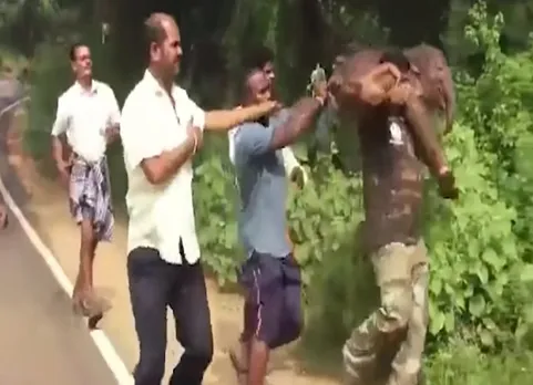நெகிழ்ச்சி வீடியோ: நடக்க முடியாத யானைக்குட்டியை தோளில் சுமந்து தாயிடம் சேர்த்த நபர்