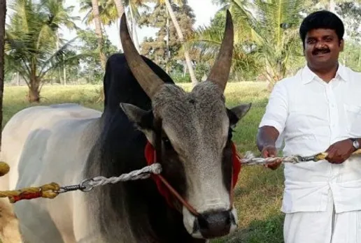 Minister C.Vijayabaskar, Jallikattu Kaalai Death