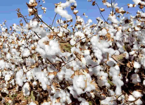 cotton-farming