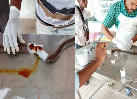 இதல்லவா மனிதநேயம்... அடிப்பட்ட பாம்பிற்கு அறுவை சிகிச்சை செய்த மருத்துவர்!