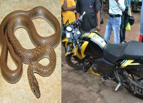பேண்டிற்குள் நுழைந்த பாம்பை 2 மணி நேரம் கவனிக்காமல் இருந்த இளைஞர்!