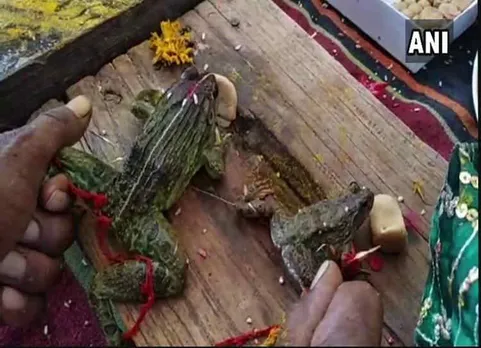 frogs marriage in madhya pradesh