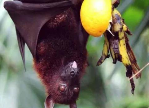 Nipah Virus