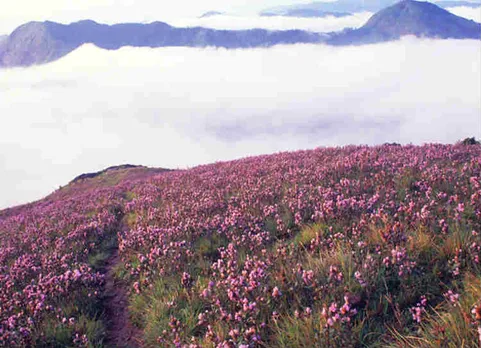 neelakurinji