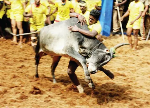 அடங்காத திமில்...! அசராத திமிர்...! பட்டையை கிளப்பிய ஜல்லிக்கட்டு! ஸ்பெஷல் புகைப்படங்கள்