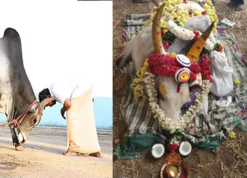 வேலூர் காளை