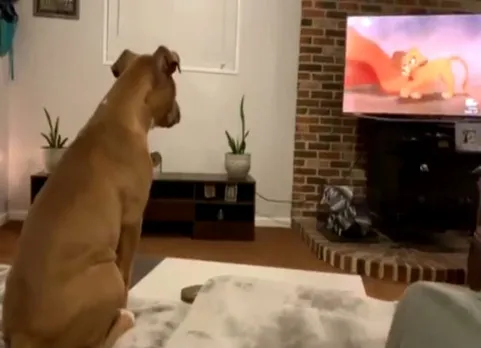 pitbull pup cry to the lion king, தி லயன் கிங்