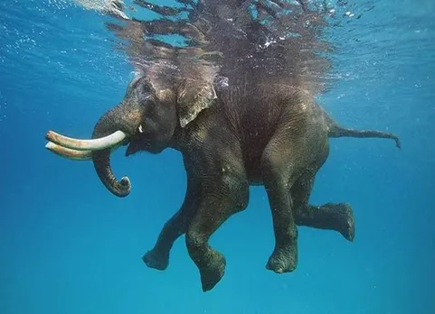 elephant swimming