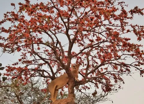 Gir Asiatic Lion shared by PM Narendra modi - 'நான் தனிக்காட்டு ராஜா' என்று சொல்கிறாரா? வைரலாகும் பிரதமர் மோடியின் ட்விட்டர் பதிவு!