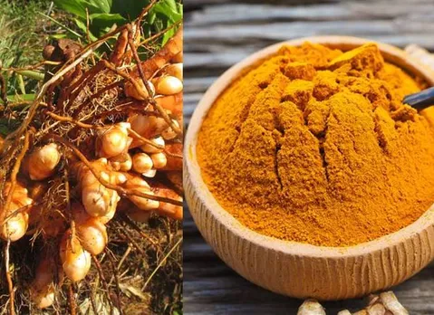 Erode turmeric receives Geographical Indication tag