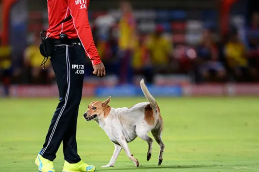 IPL 2019 Chinnaswamy Stadium