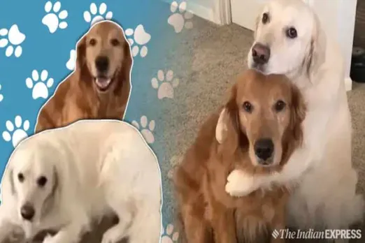 dog, food, apologise, viral, video, நாய், உணவு, மன்னிப்பு, வைரல், வீடியோ