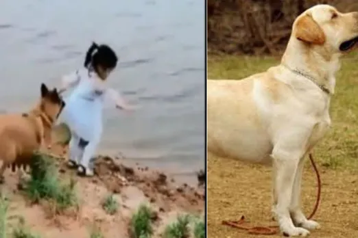 funny videos