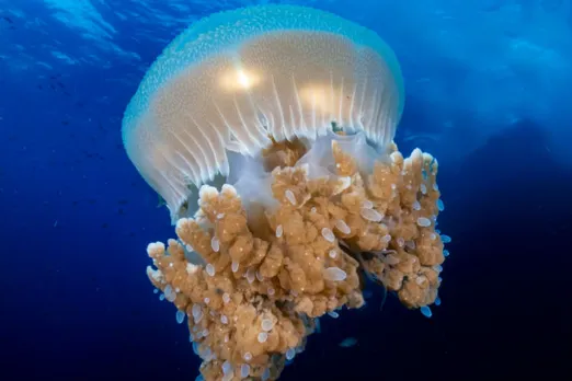 jellyfish shocking video