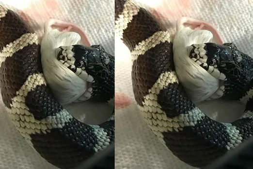 snake viral video today