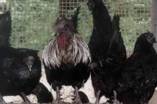 MP govt inroduce sale of chicken and milk, bjp mla objects to sale of chicken and milk, rameshwar singh, மத்தியப் பிரதேசம், பால், கோழி இறைச்சி விற்பனை, பாஜக எதிர்ப்பு,chicken and milk sale in mp, madhya pradesh chicken and milk sale, kadaknath chicken meat,Tamil indian express