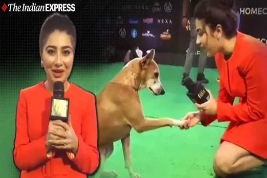 iifa awards in mumbai, 20th edition iifa awards, iifa awards, dog iifa awards, iifa awards winner list, aditi bhatia, சர்வதேச இந்திய திரைப்பட விருதுகள், அதிதி பாட்டியா, dog viral video, trending, aditi bhatia interview a dog, Tamil indian express news