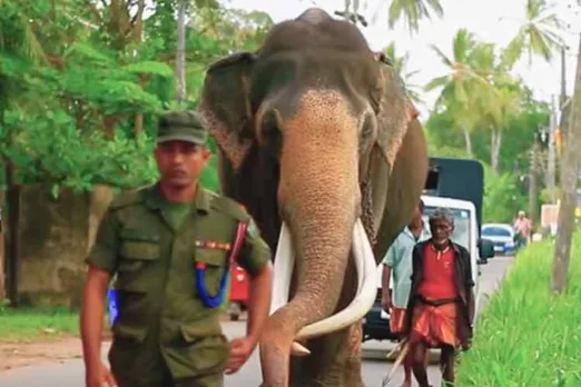 Srilanka esala perahera festival, Nadungamuwa Raja elephant, srilanka kandy buddha sacred tooth, இலங்கை, எசல பெரஹெரா திருவிழா, நடுங்காமுவா ராஜா யானை, srilanka buddha temple, Nadungamuwa Raja elephant sacred casket bearer, esala perahera festival procession,