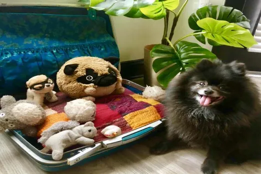 Trump declassified ‘hero’ dog, people respond with ‘declassified’ photos of their pets