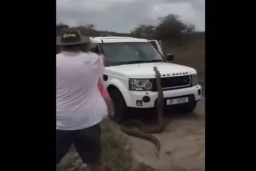 17-foot python chases tourists car video goes viral - காரின் மீது ஏறிய 17 அடி மலைப் பாம்பு... அலறிய பயணிகள் - வீடியோ